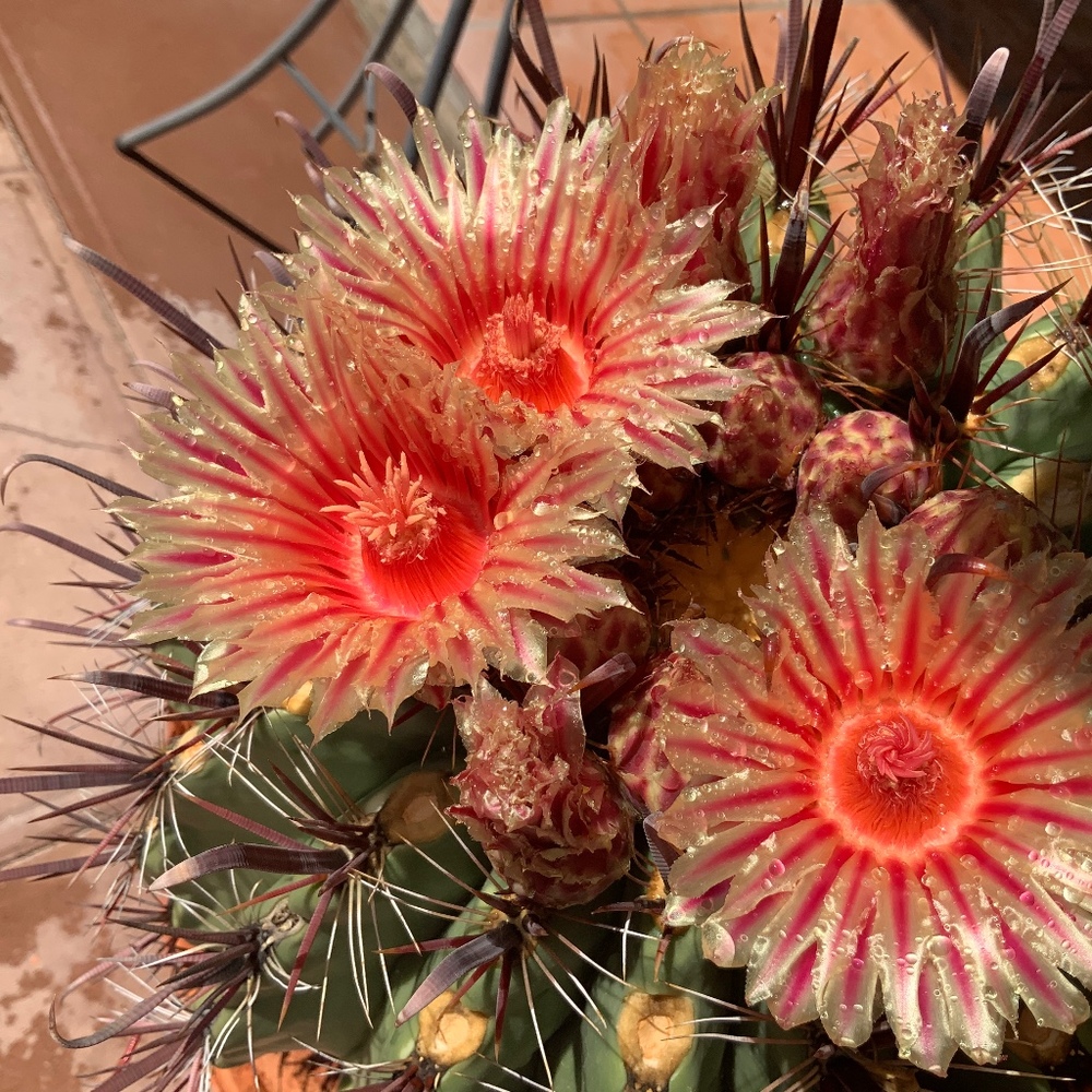 Meet your Posher, Nancy